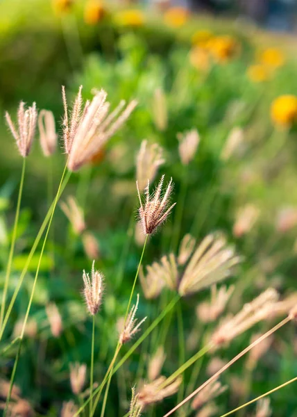 Foliage Soaked Morning Sun Rays Greenery Background —  Fotos de Stock