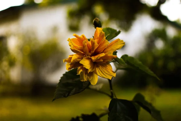 Flower Caught Suevening Light — Stock Photo, Image