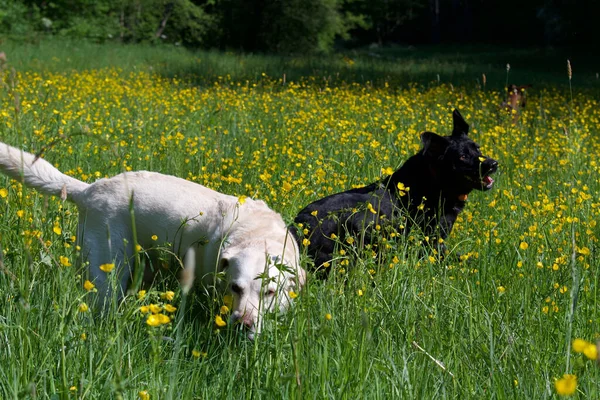 Cães Labrador Retriever Campo Flores Amarelas Desfrutando Primavera Amarelo Outro — Fotografia de Stock