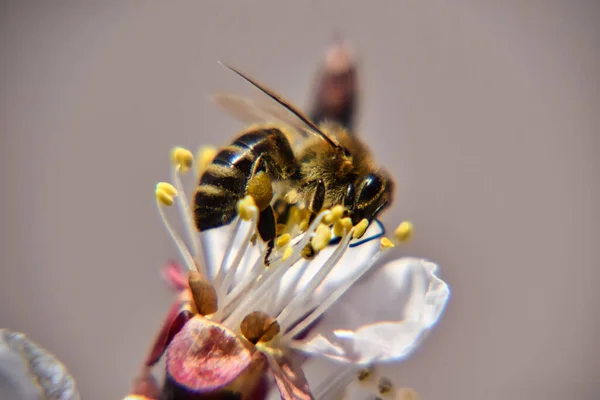 Selektivt Fokusbillede Bier Der Indsamler Pollen - Stock-foto