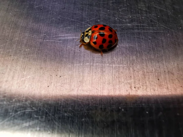 Close Shot Ladybug Steel Surface —  Fotos de Stock