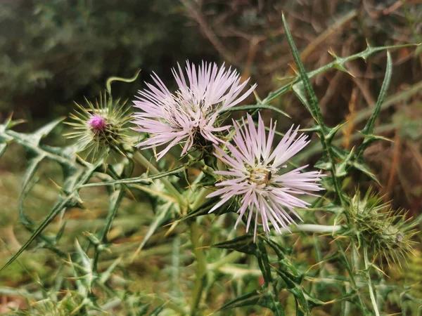 A closeup of purple milk thistle flowers (Galactites tomentosa) growing in a garden