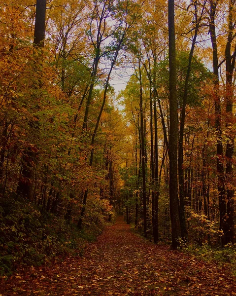 Sonbaharda Ormandaki Ağaçların Arasından Geçen Dikey Nefes Kesici Bir Manzara — Stok fotoğraf