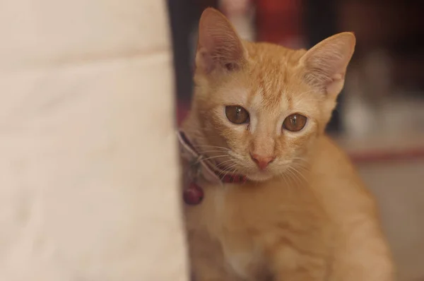 Cute Little Ginger Cat Blurred Background — Stock Photo, Image