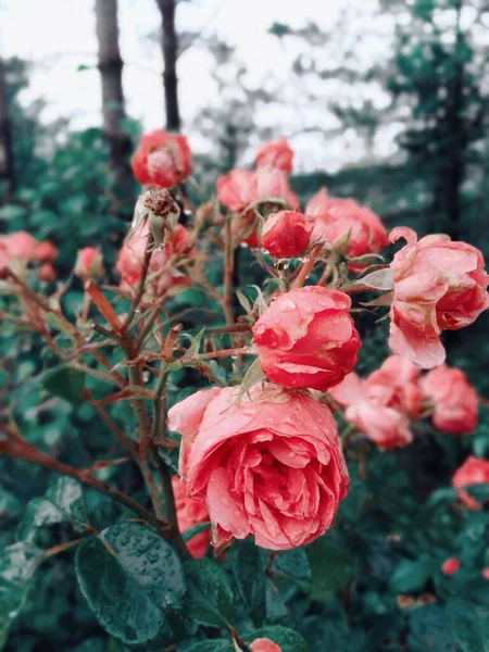 Vertikal Närbild Skott Vackra Rosor Med Vattendroppar Dem Blommar Trädgården — Stockfoto