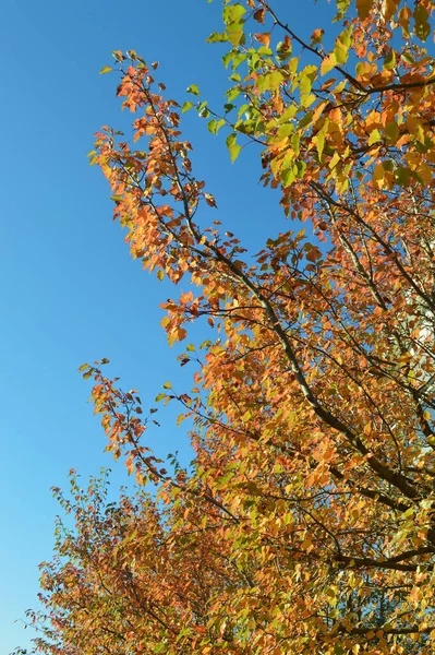 Farbenfrohe Blätter Einem Sonnigen Herbsttag — Stockfoto