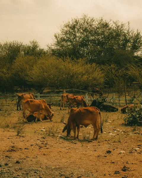 Kırsal Bir Çiftlikteki Bir Grup Kahverengi Sığırın Dikey Görüntüsü — Stok fotoğraf