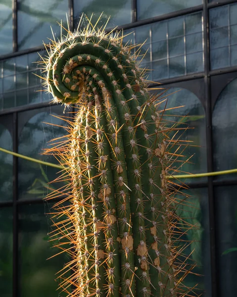 Pionowe Ujęcie Kaktusa Cardon Grande Ogrodzie Botanicznym Glasgow Szkocja — Zdjęcie stockowe