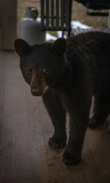 Black Bear Cub Standing Wooden Floor House Yard Daytime Blurred — Stock Photo, Image