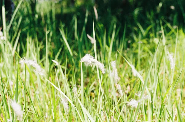 Tiro Perto Juncos Selvagens Gramíneas Campo — Fotografia de Stock