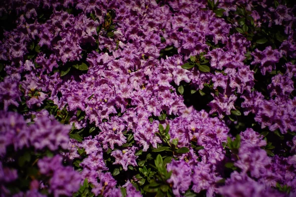 Güzel Pembe Mor Çiçekler — Stok fotoğraf