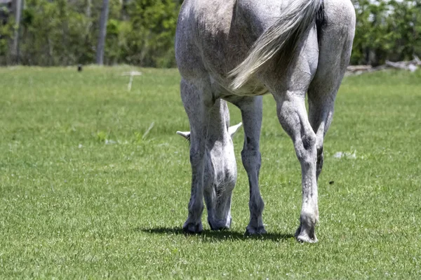 Criollo Horse Grazing Grass Field Sunny Day — Foto de Stock