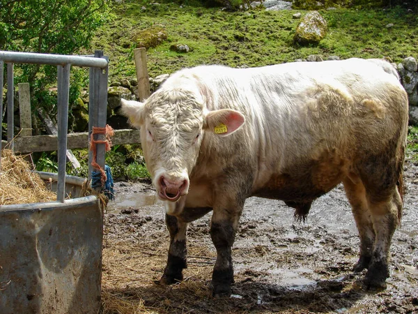 泥の中に立っている白いアイルランドの牛の閉鎖 — ストック写真