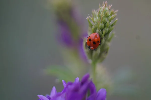 Tiro Close Uma Joaninha Vermelha Uma Planta Verde — Fotografia de Stock