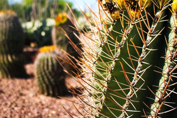 Closeup Barrel Cactus Sunlight Phoenix Arizona — Stock Photo, Image