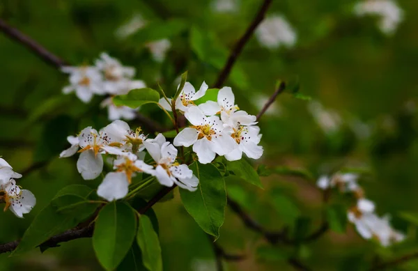 Closeup Blooming Apple Tree Flowers Green Blurred Background — Stock Photo, Image