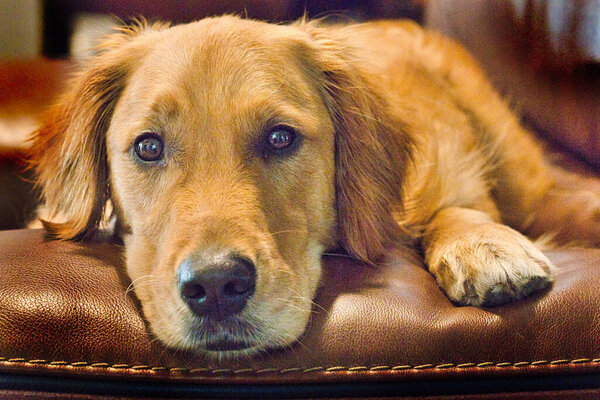 Closeup Shot Adorable Golden Dog Laying Sofa — Stock Photo, Image