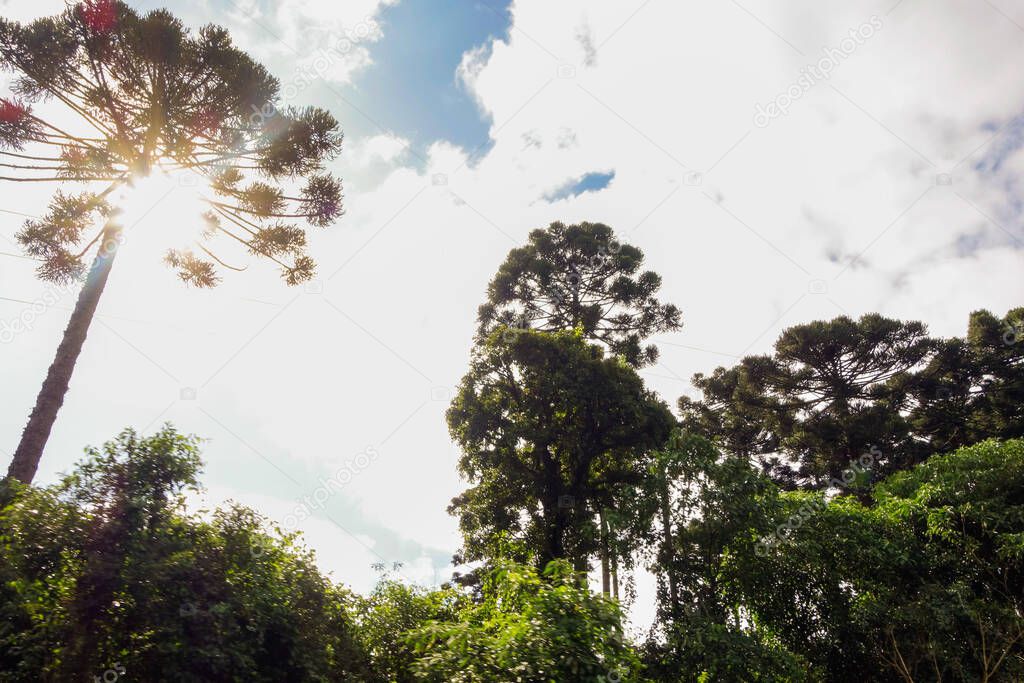Araucaria tree in brazilian forest , sunny sky