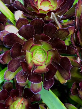 Aeonyum arboryum bitkisinin yakın çekimi.