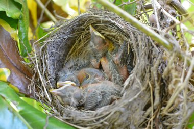 Yuvadaki güzel bir bülbül görüntüsü.