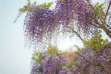 Çiçek açan bir salkım ağacı bitkisi (Bolusanthus Specosus)