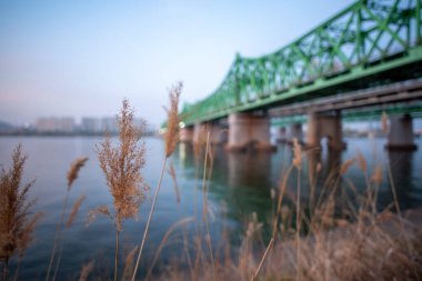 Bulanık köprü arkaplanındaki çimlerin yakın çekimi