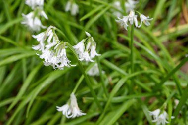İngiltere 'de üç köşeli pırasa (Allium triquetrum) çiçek açar..