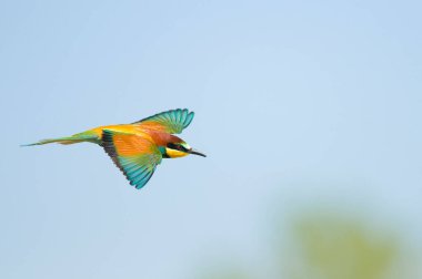 Avrupalı bir arı yiyici