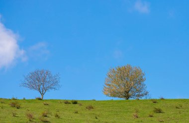 Yeşil bir tarladaki güzel ağaçlar Bulutlu bir gökyüzüne karşı bitkilerle