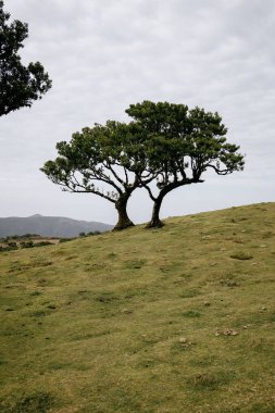 Tepelerdeki kuru bir tarlada güzel yeşil ağaçlar.