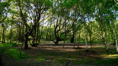 Parlak yeşil parktaki güzel bir orman