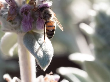 Bulanık bir arka planda tozlaşan bir arıya yakın çekim