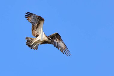 Mavi gökyüzünde uçan bir kartalın yakın çekimi.