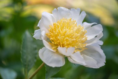 Bahçedeki beyaz şakayık çiçeğinin yakın çekimi.