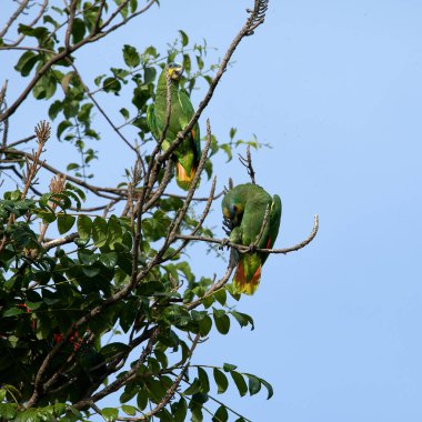 Mavi gökyüzü arka planındaki ağaç dallarına tünemiş yeşil papağanların manzarası