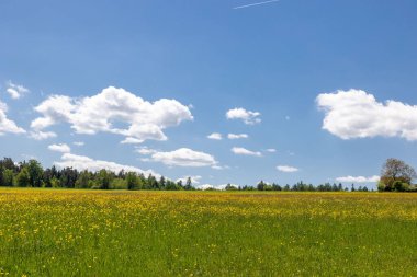 Ormanın arka planındaki kolza tohumu tarlası ve mavi gökyüzünün altındaki ahşap ev manzarası.