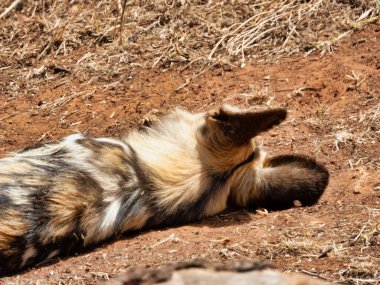 Yerde yatan vahşi bir Afrika köpeğinin arka görüntüsü.