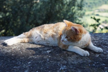 Bir taşın üzerinde yatan tembel bir kızıl kedinin yakın plan çekimi.