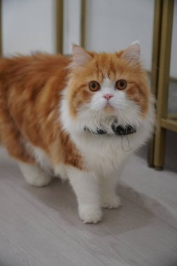 Cymric cinsinin adı Longhair Manx.