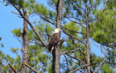 Bir ağaca tünemiş kel kartal (haliaeetus leucocephalus)
