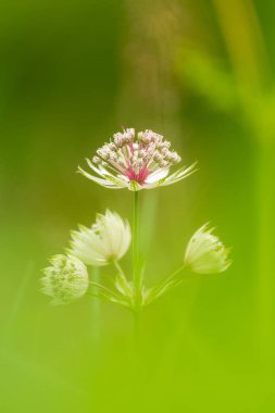 Büyük usta, Astrantia major, baharda dağda çiçek