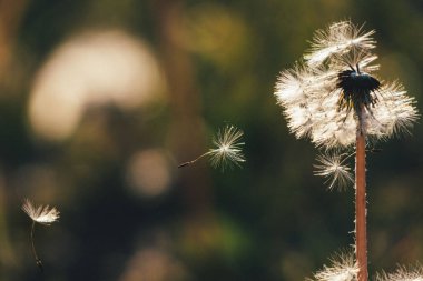 Bir bahçede uçuşan karahindiba tohumlarının seçici bir odak noktası.
