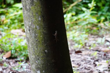 Ormandaki bir ağacın seçici odak noktası.