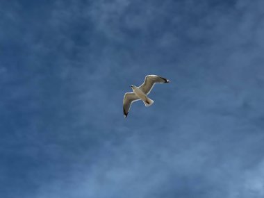 Martı Netherla sahilinde.