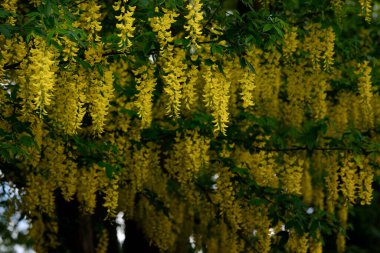Laburnum ağacı tamamen sarı çiçekli.
