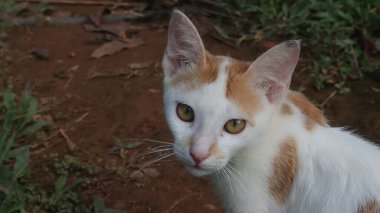 Bir Arap Mau 'nun ilginç bir şekilde bir şeye baktığı yakın çekim.