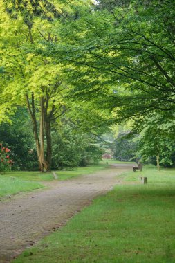 Güneşli bir günde güzel bir ormanın dikey görüntüsü.