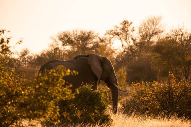 Safaride bir file yakın çekim.