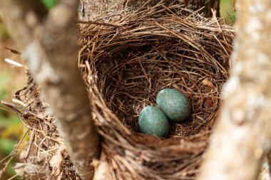 Yuvadaki yumurtaların yakın çekimi..