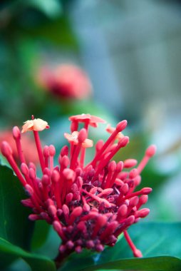 Bulanık arka planda bir fizikçinin dikey görüntüsü.